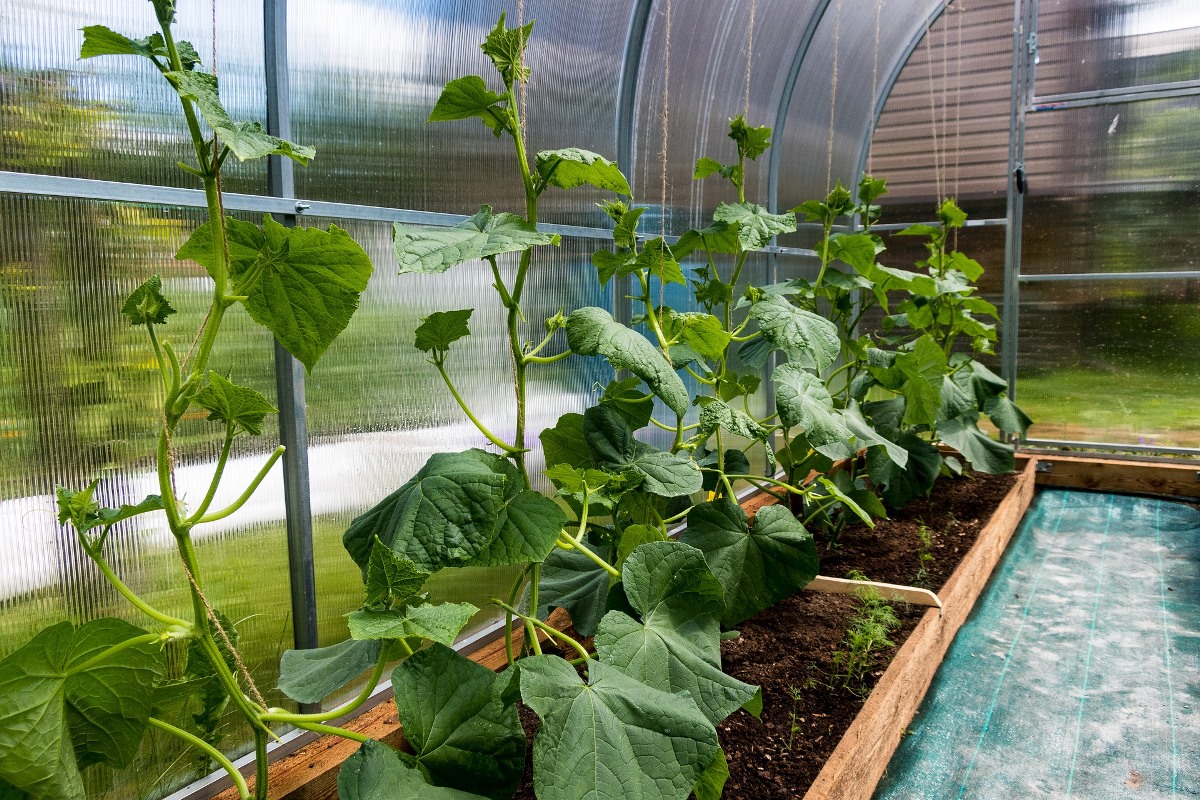 Soil requirement for growing cucumbers.