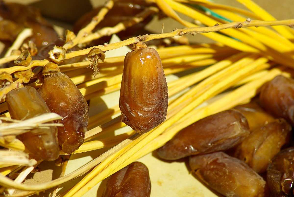 How to Harvest Dates.