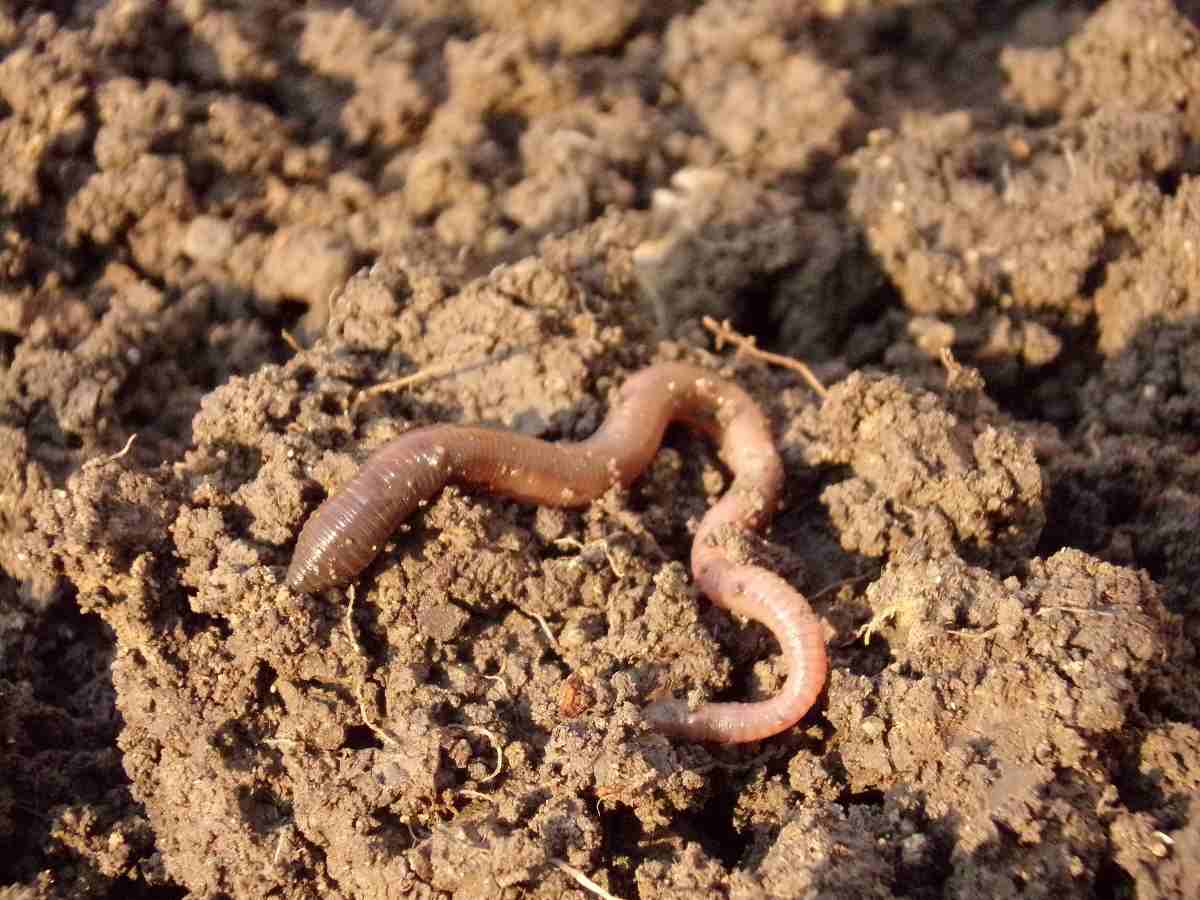 Role of Earthworms in Soil Fertility.