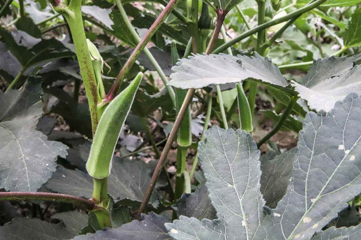 Okra Pests and Diseases.