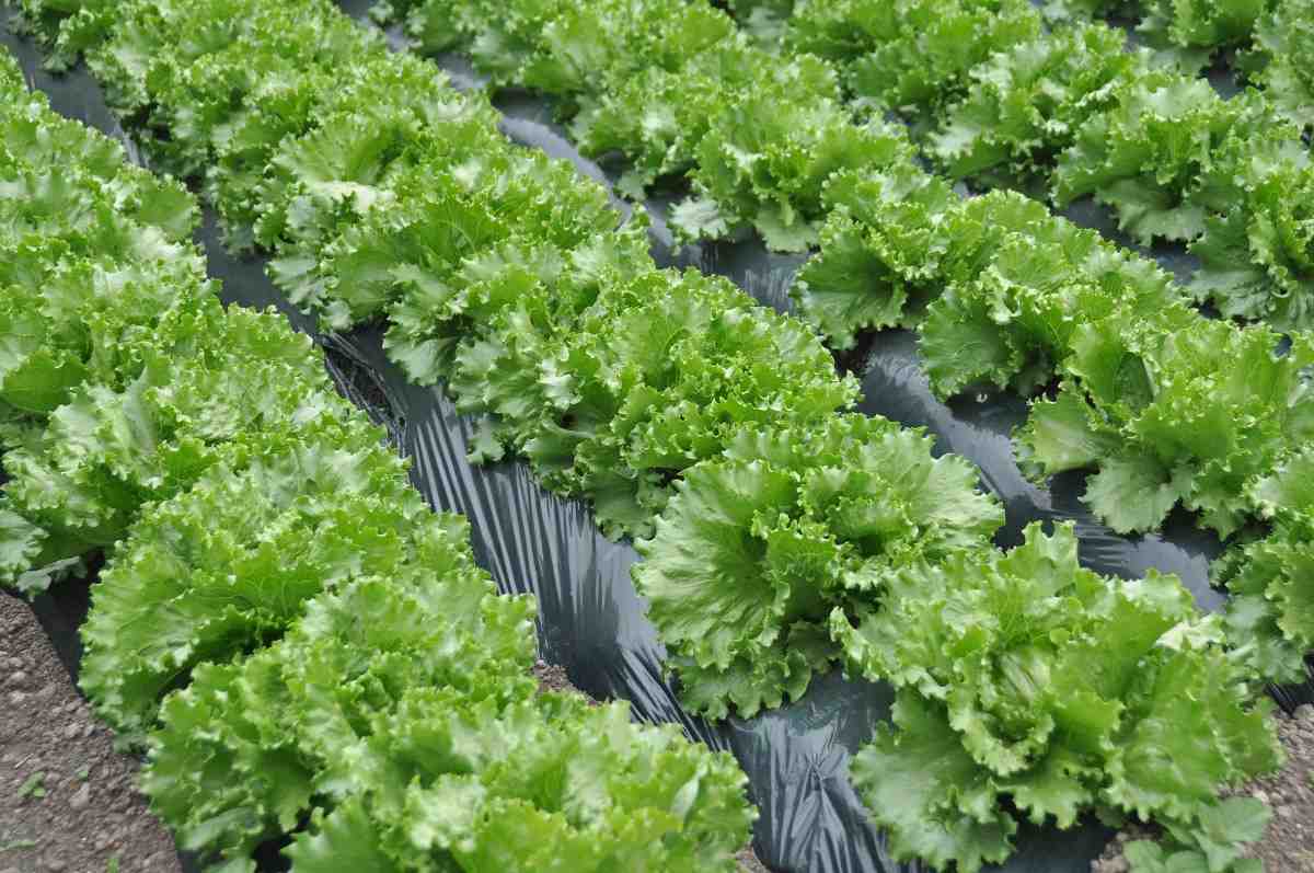 Growing Organic Lettuce.