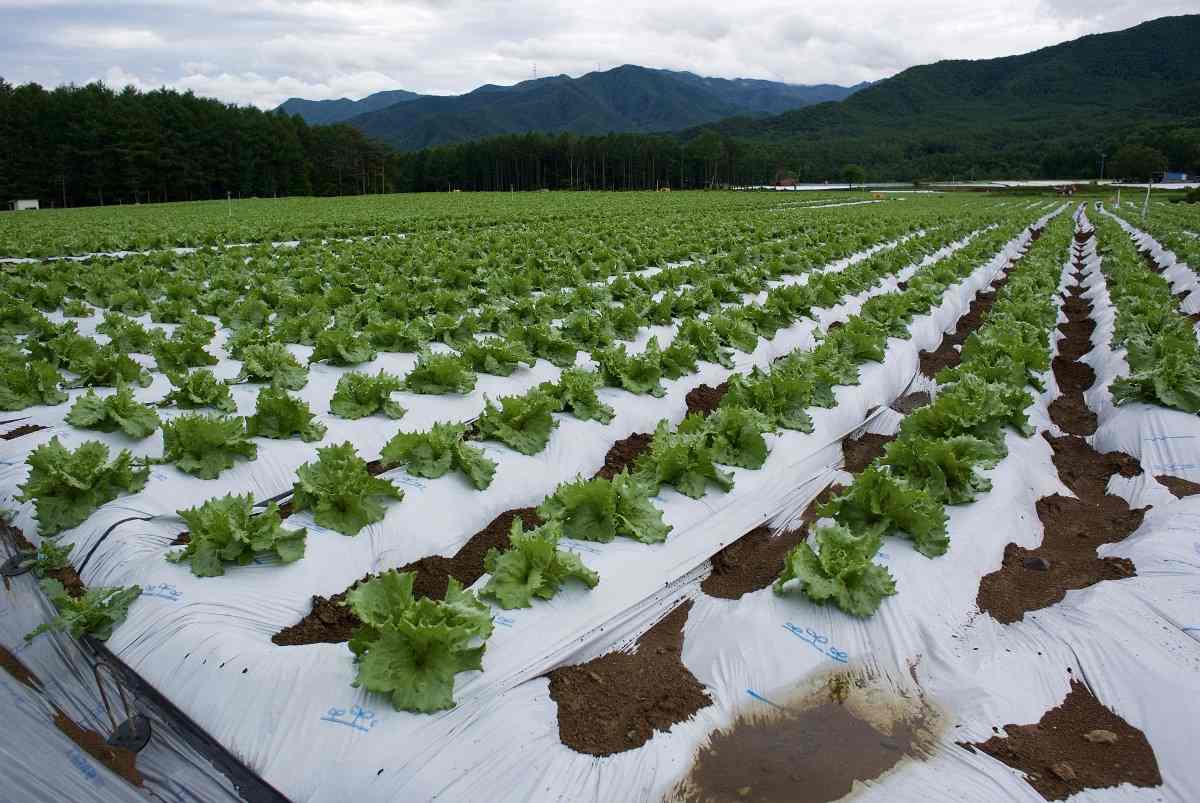 Organic Lettuce Field.