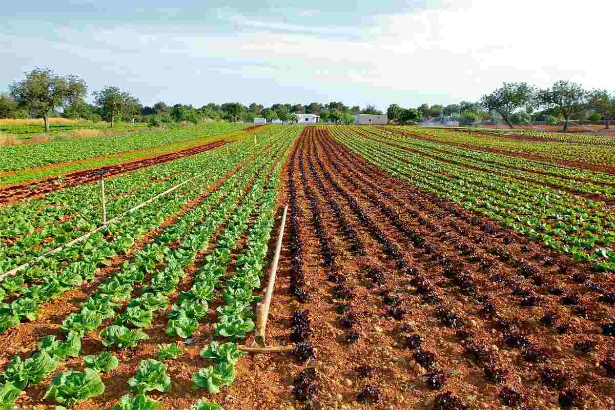 A guide to organic Lettuce farming.
