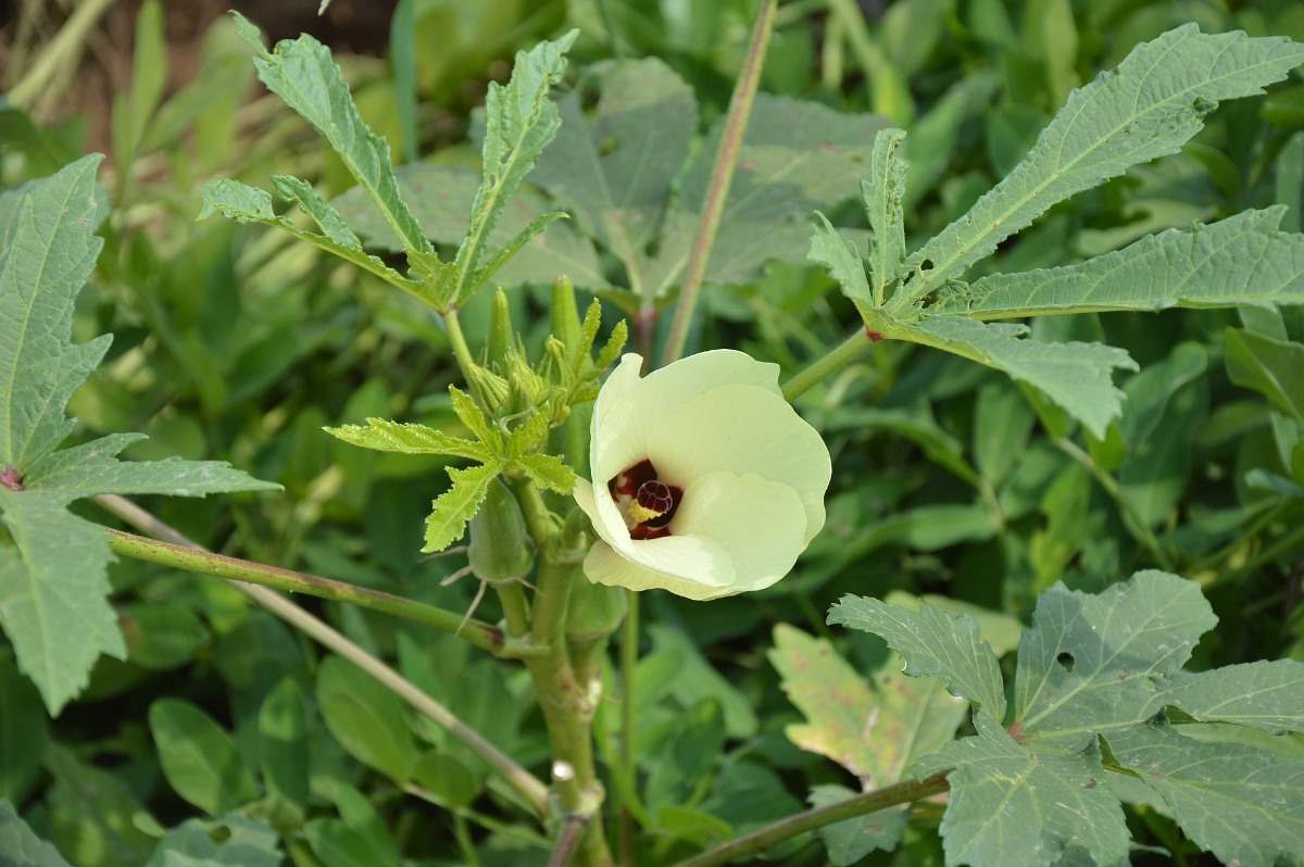 Natural Insecticides for Okra pests.