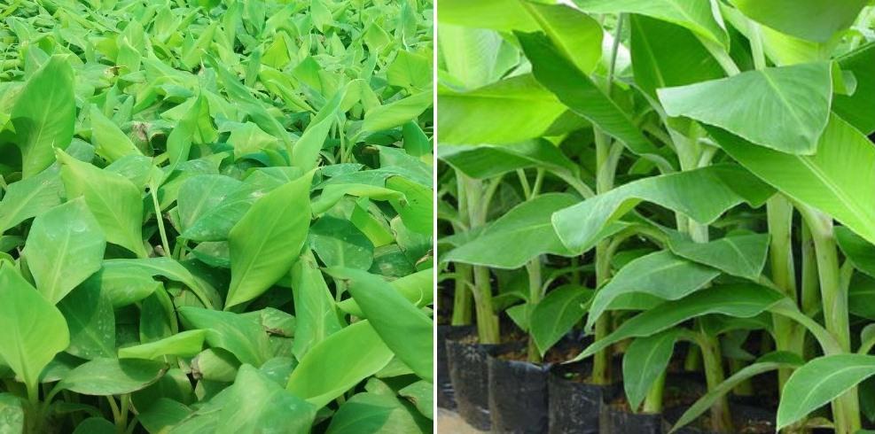 Tissue culture banana cultivation.