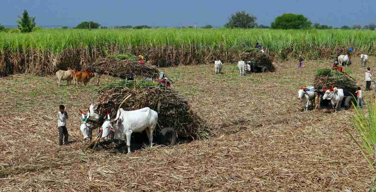 Sugarcane Harvest.