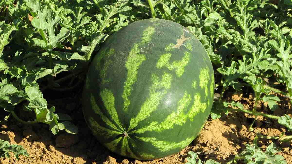  How to Harvest Watermelons.