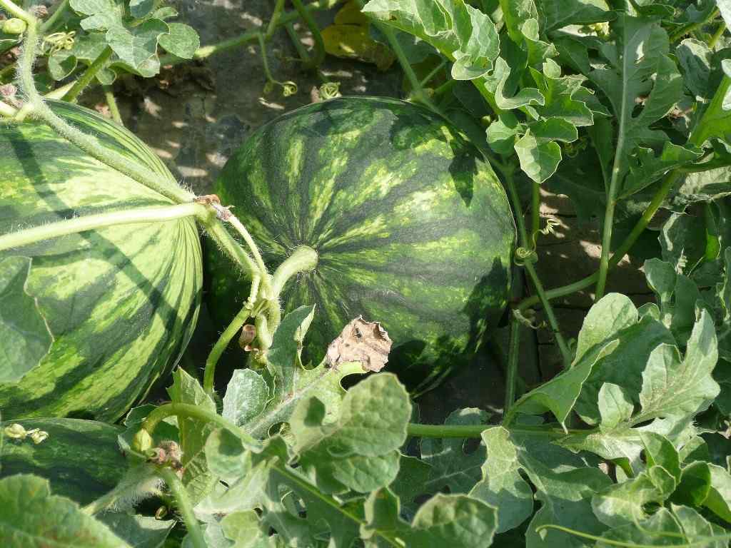 Feeding Plants in Organic Watermelon Farming.