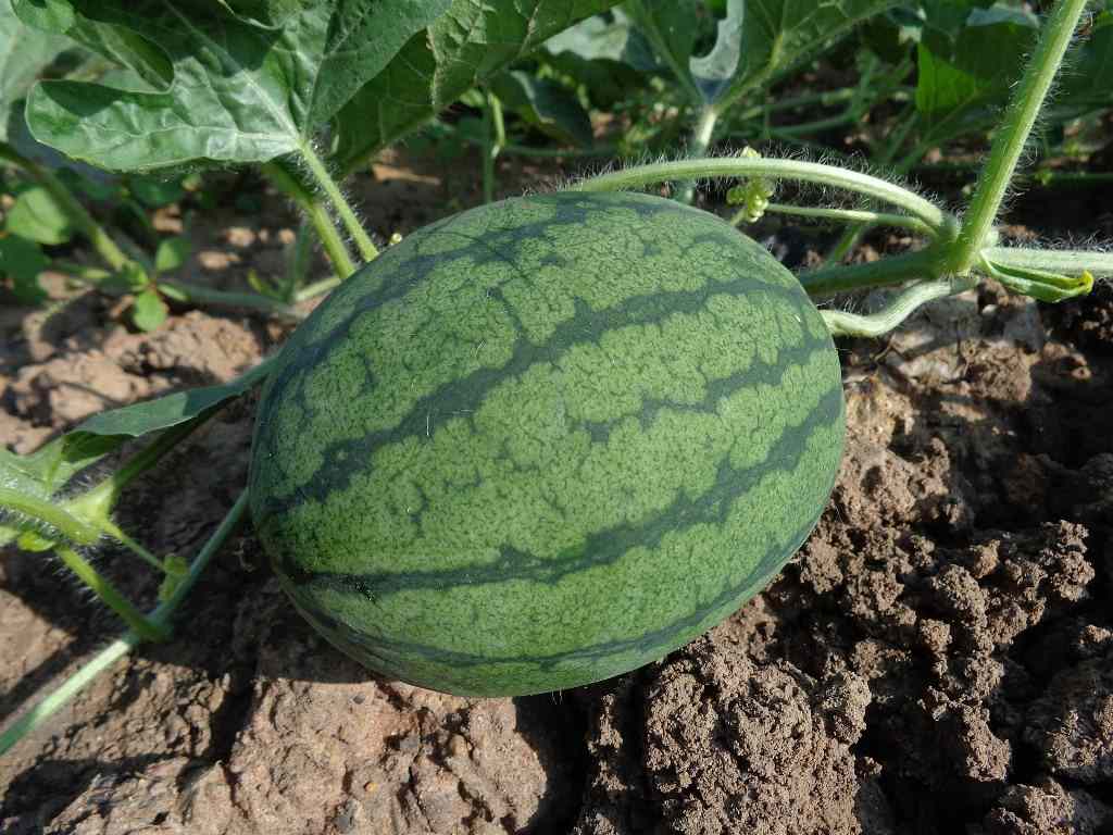 Guide to Organic Watermelon.
