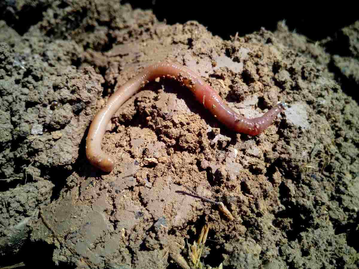 Guide to the Role of Earthworms in Soil.