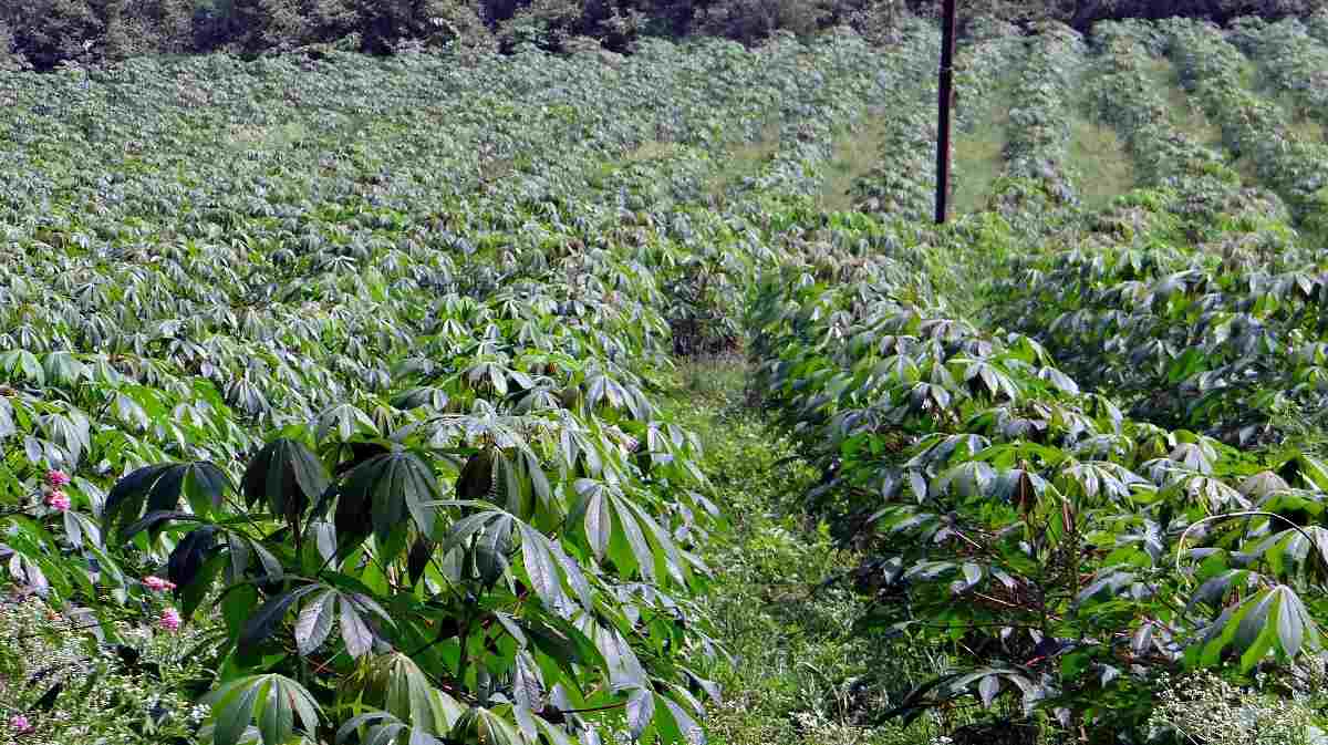Guía para el cultivo de mandioca orgánica.