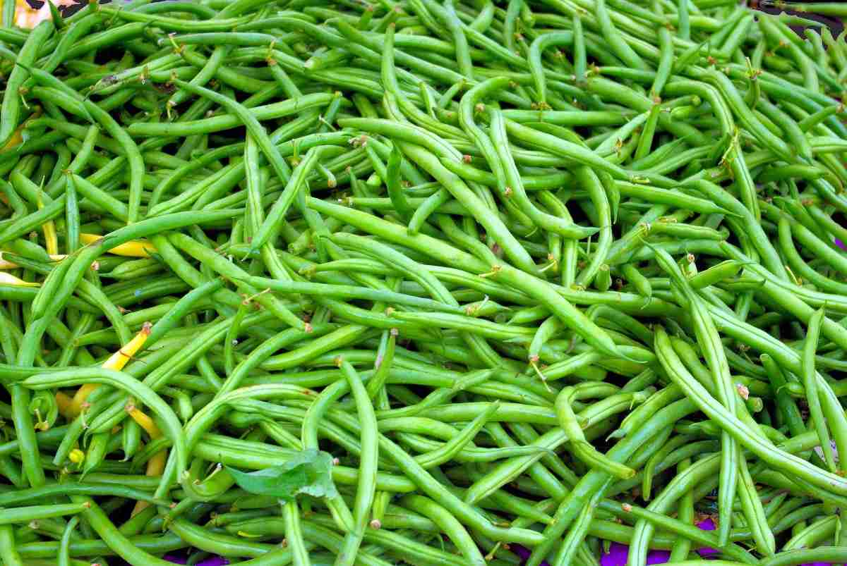 Harvested Beans.