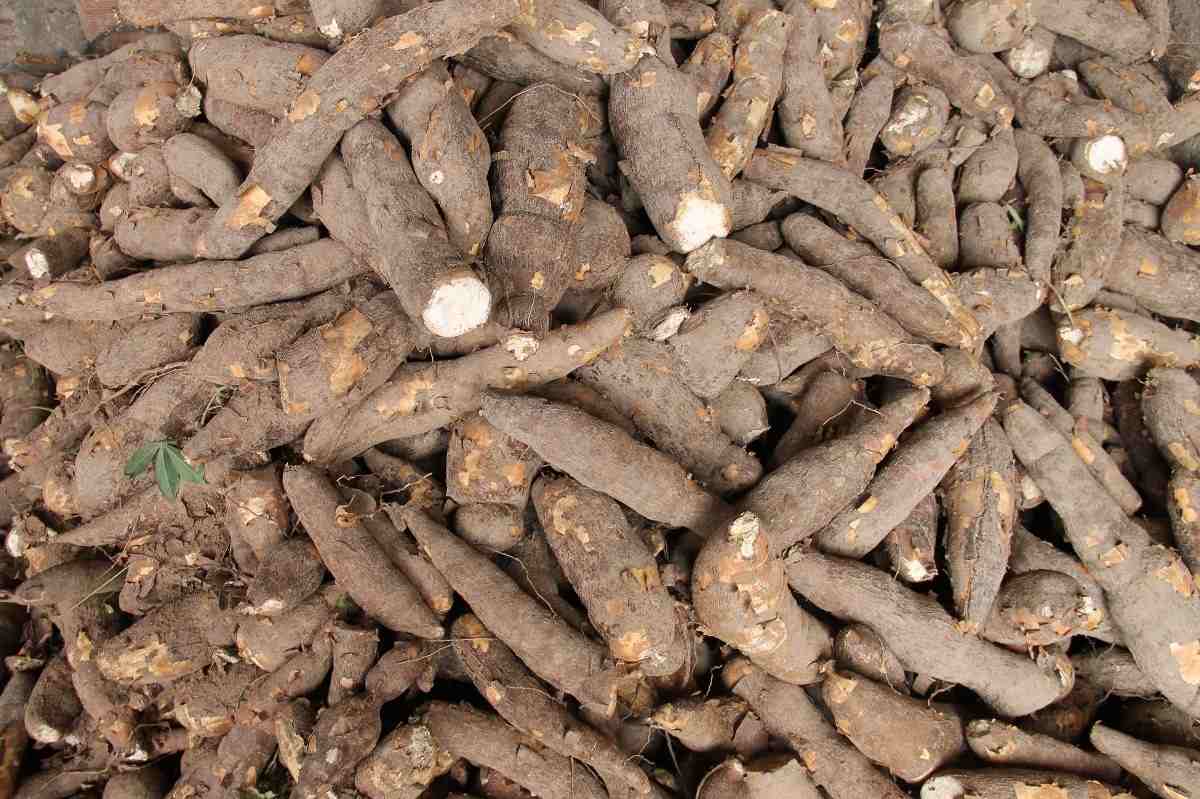 Questions about Cassava Farming.