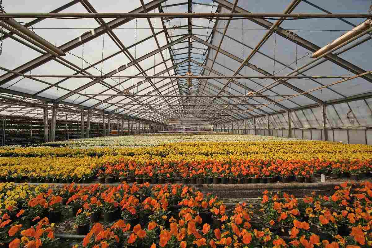 Greenhouse farming.