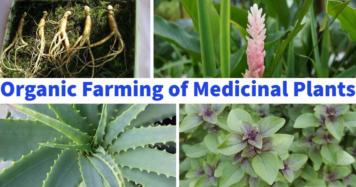 Guide to Organic Farming of Medicinal Plants.