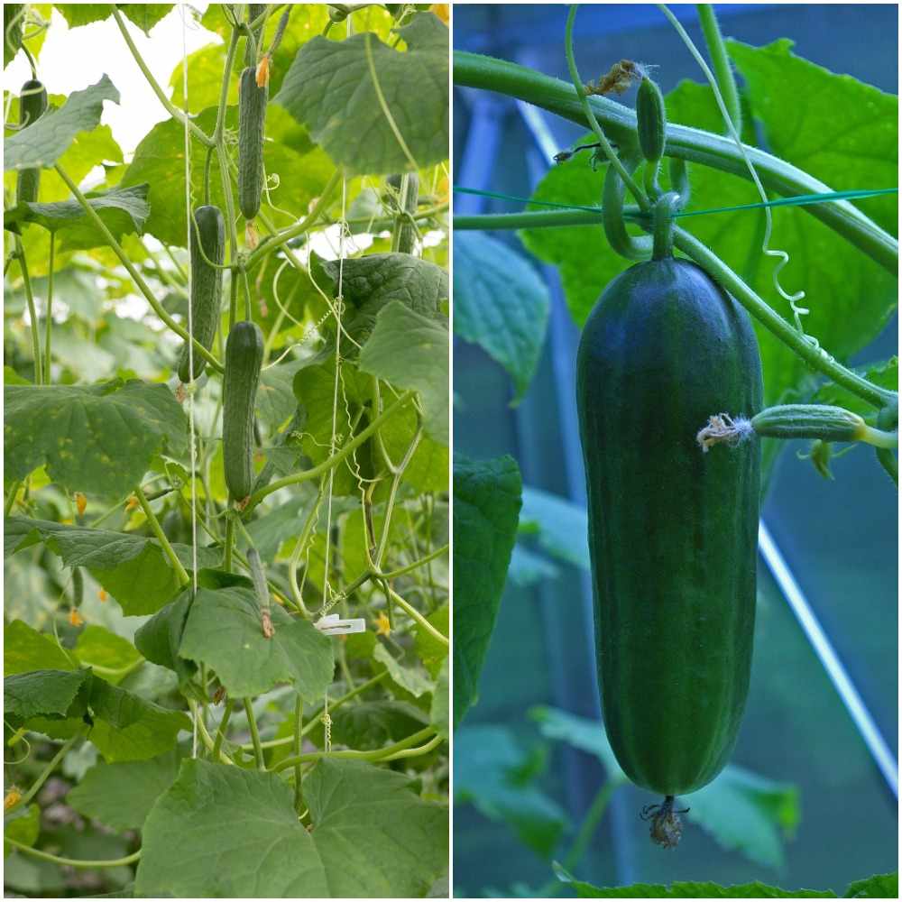 Guide to Hydroponic Cucumber Farming.