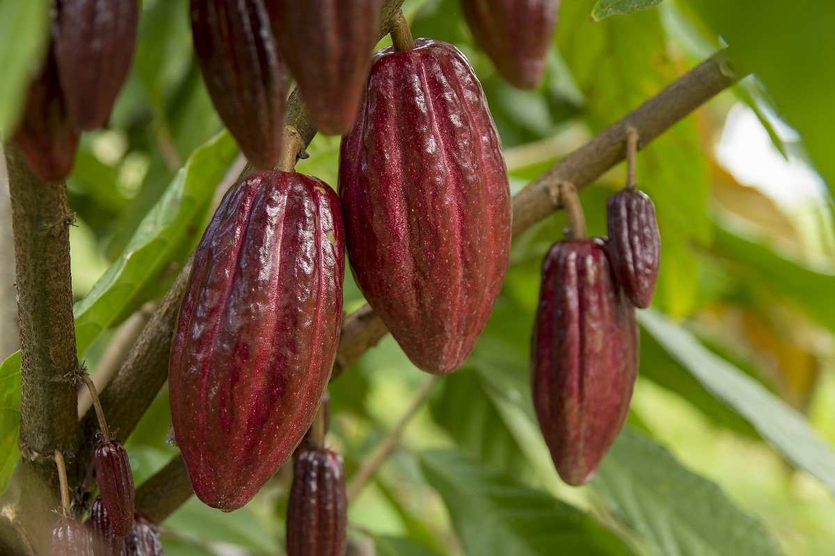 Guide to Organic Cocoa Production.