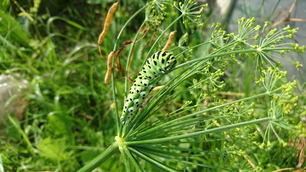 Dill Plant Pests.