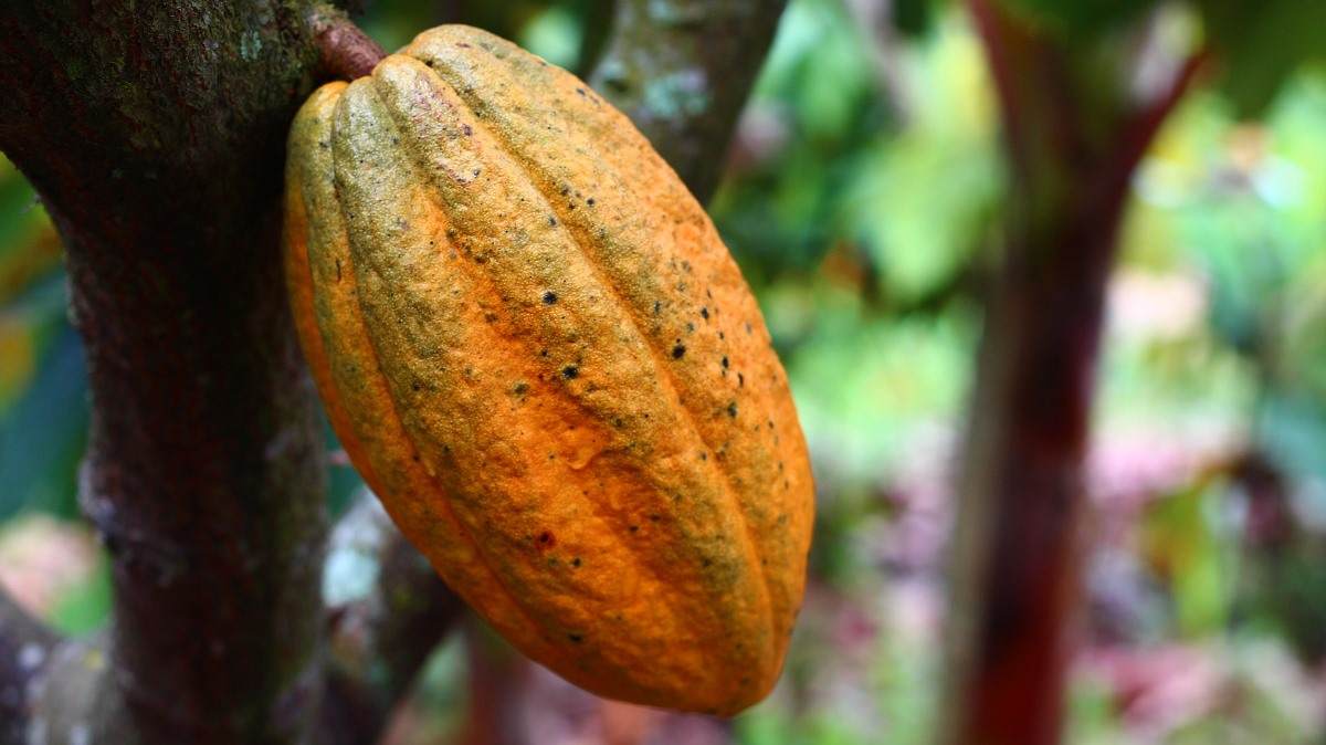 Propagation of Cocoa Trees.