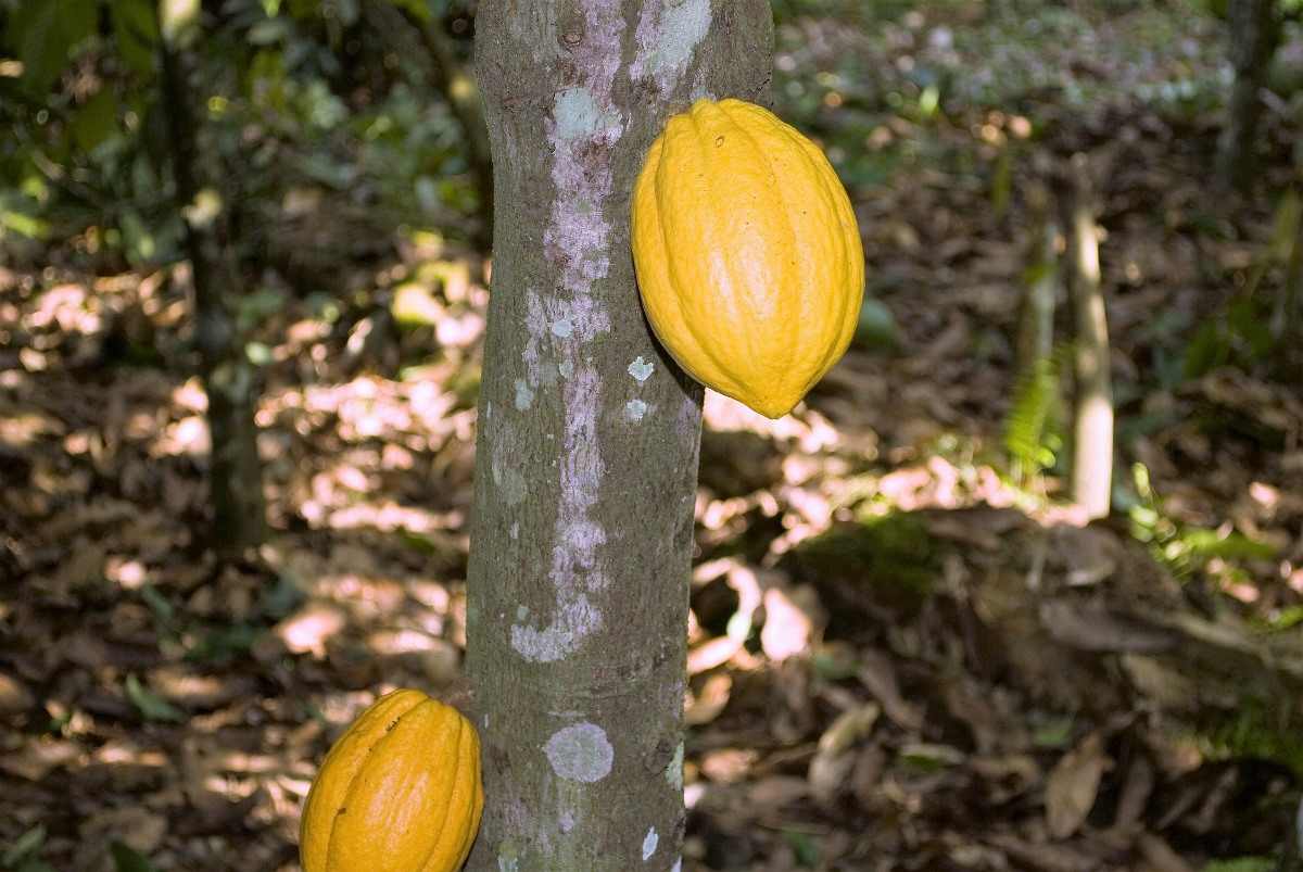 Organic Cocoa Production.