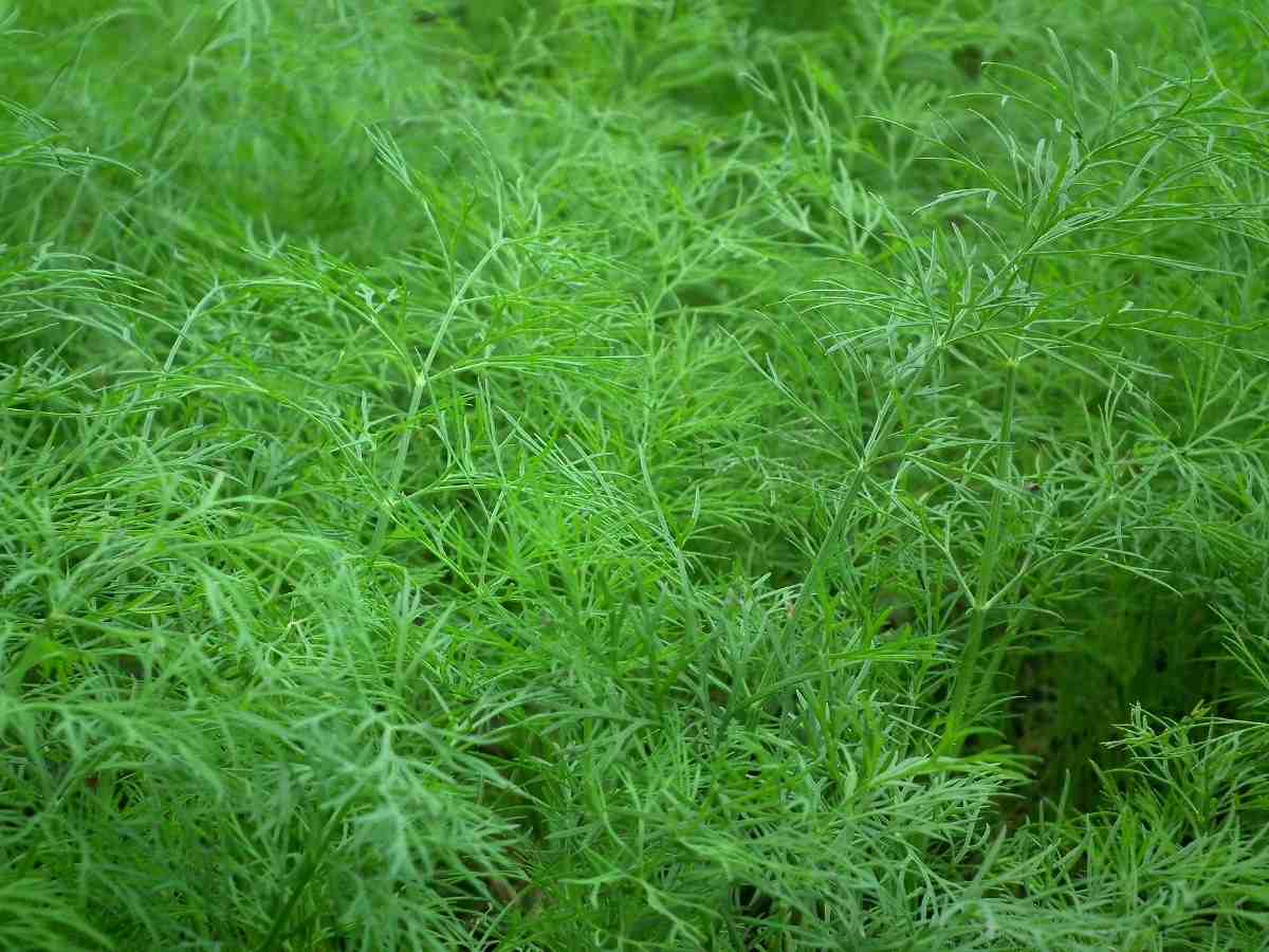 Guide to Growing Organic Dill.