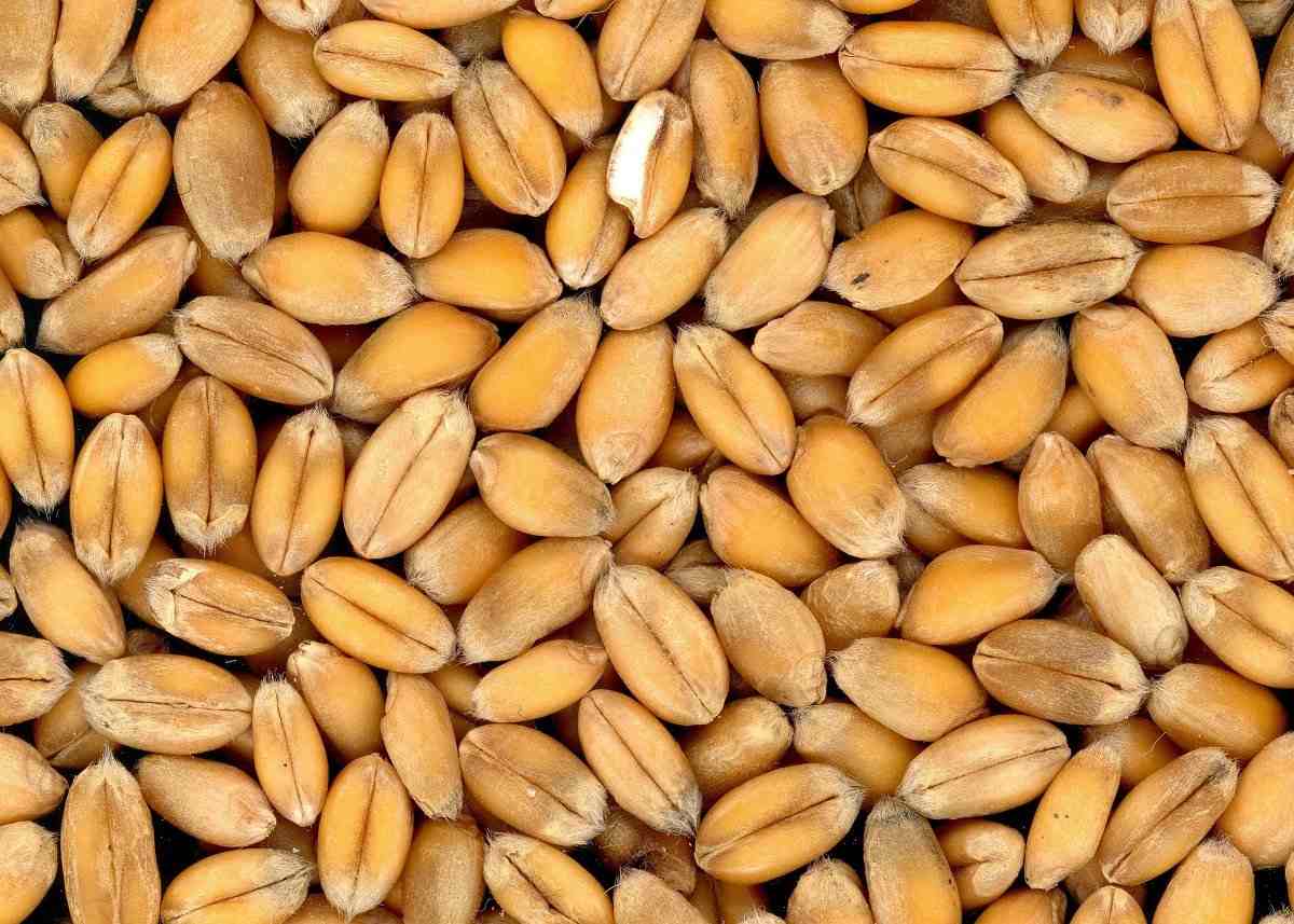 Seed Quality in Organic Wheat Farming.