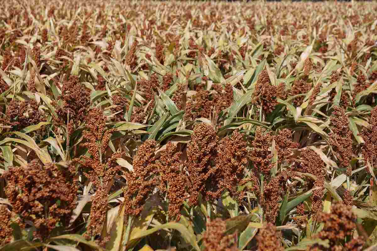 When and How to Harvest Sorghum.