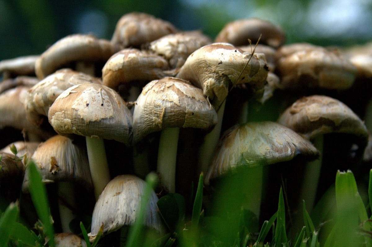 mushroom 1219314 1920