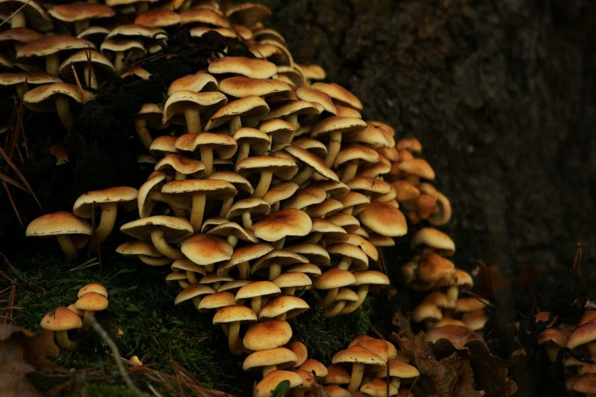 When and How to Harvest Mushroom