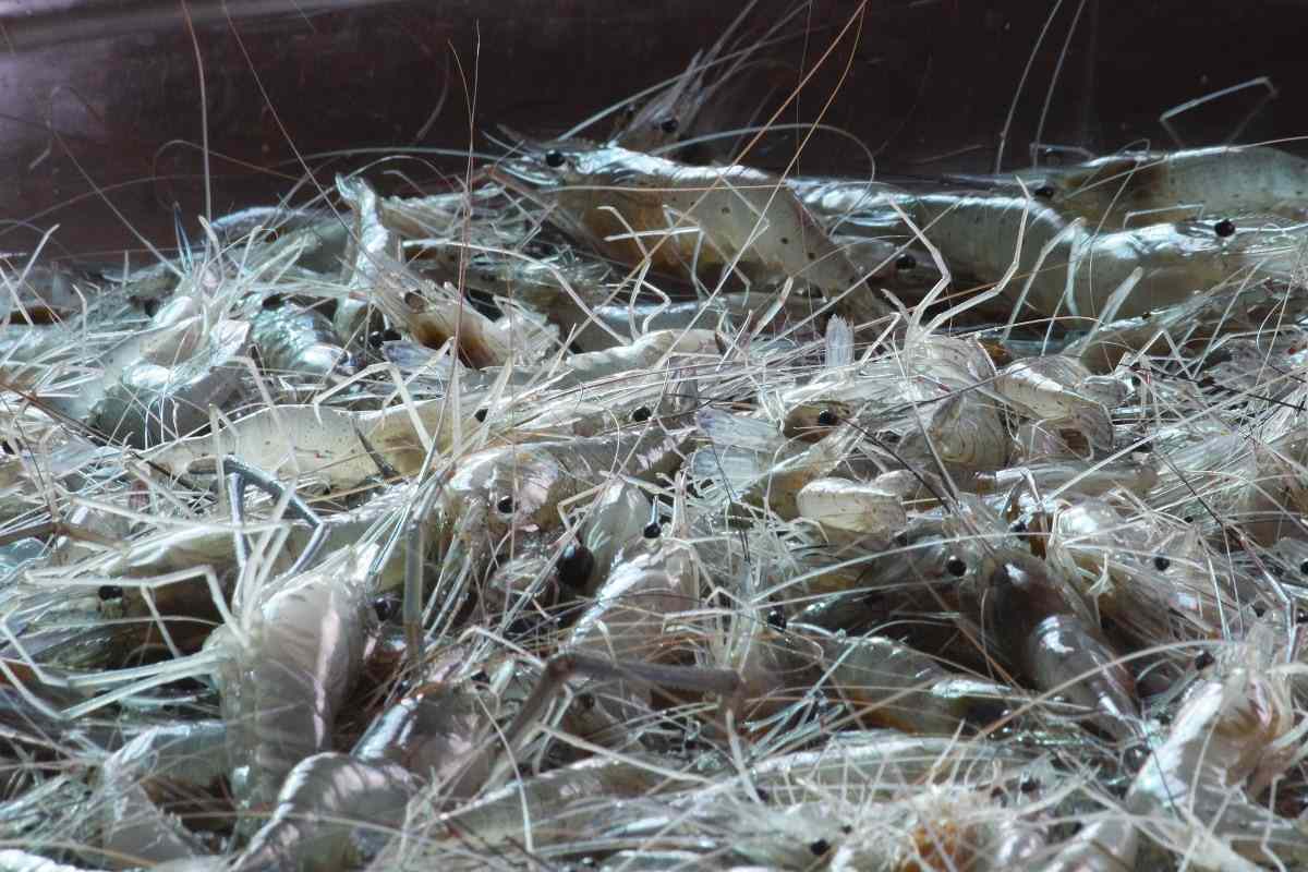  Stocking Density of Shrimp Farming.