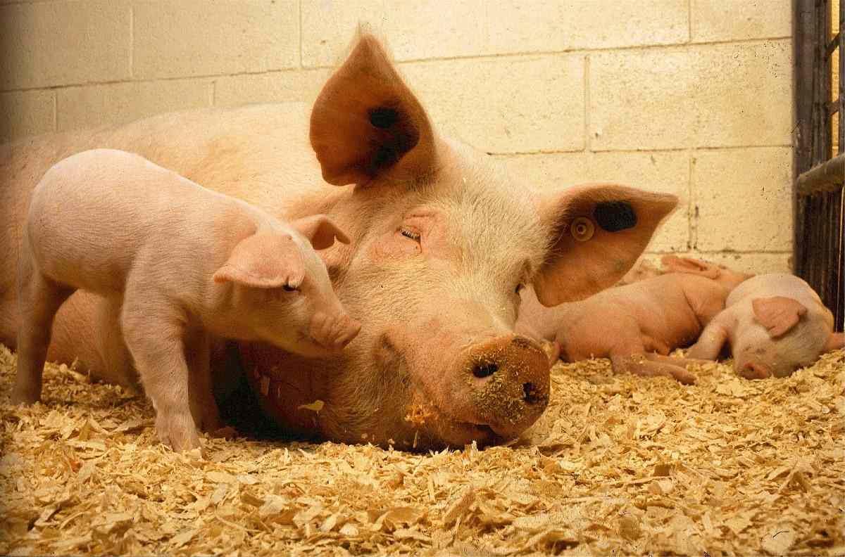 Guide to Organic Pig Farming Business.