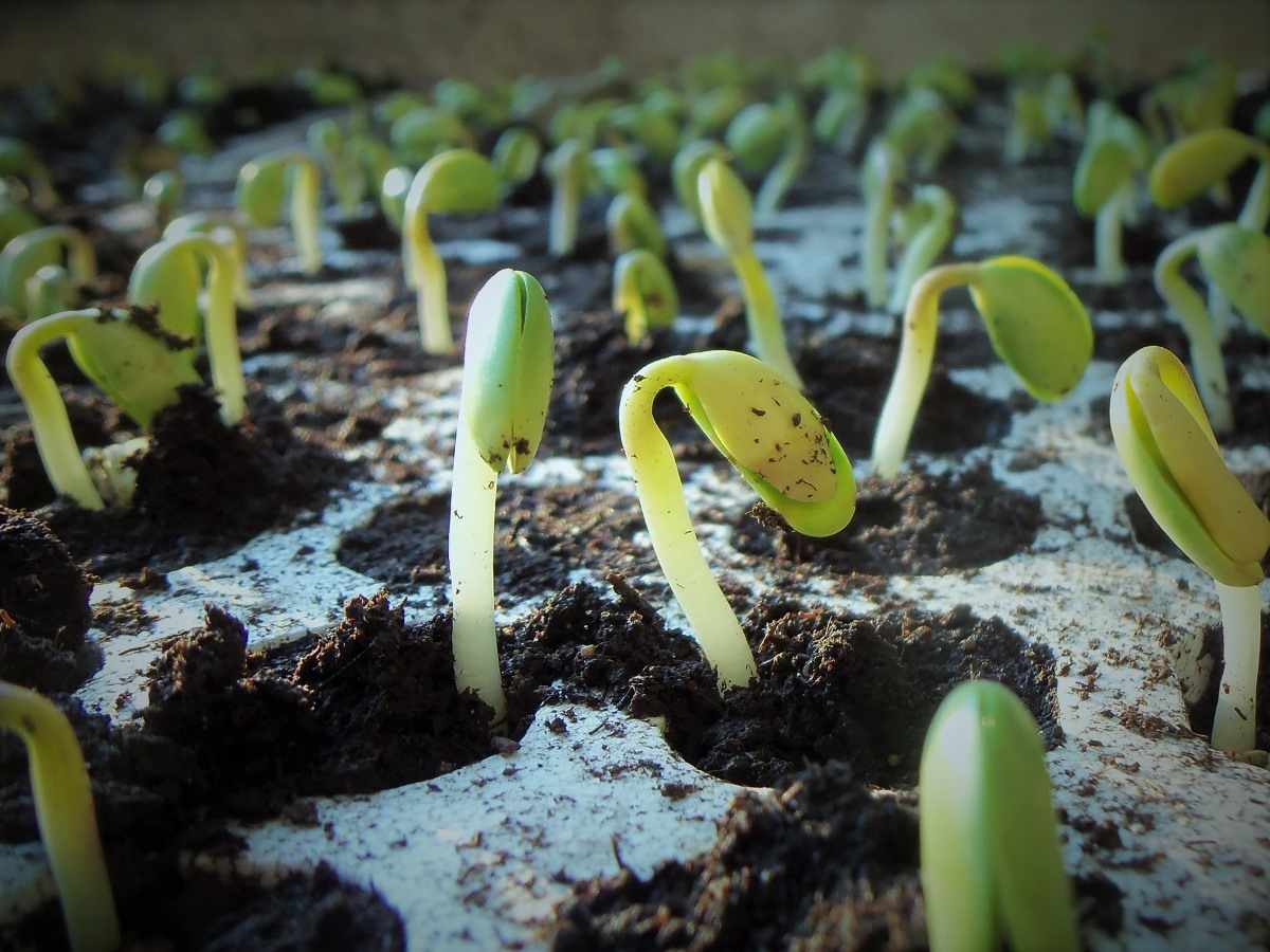 Soybean Sprouts.