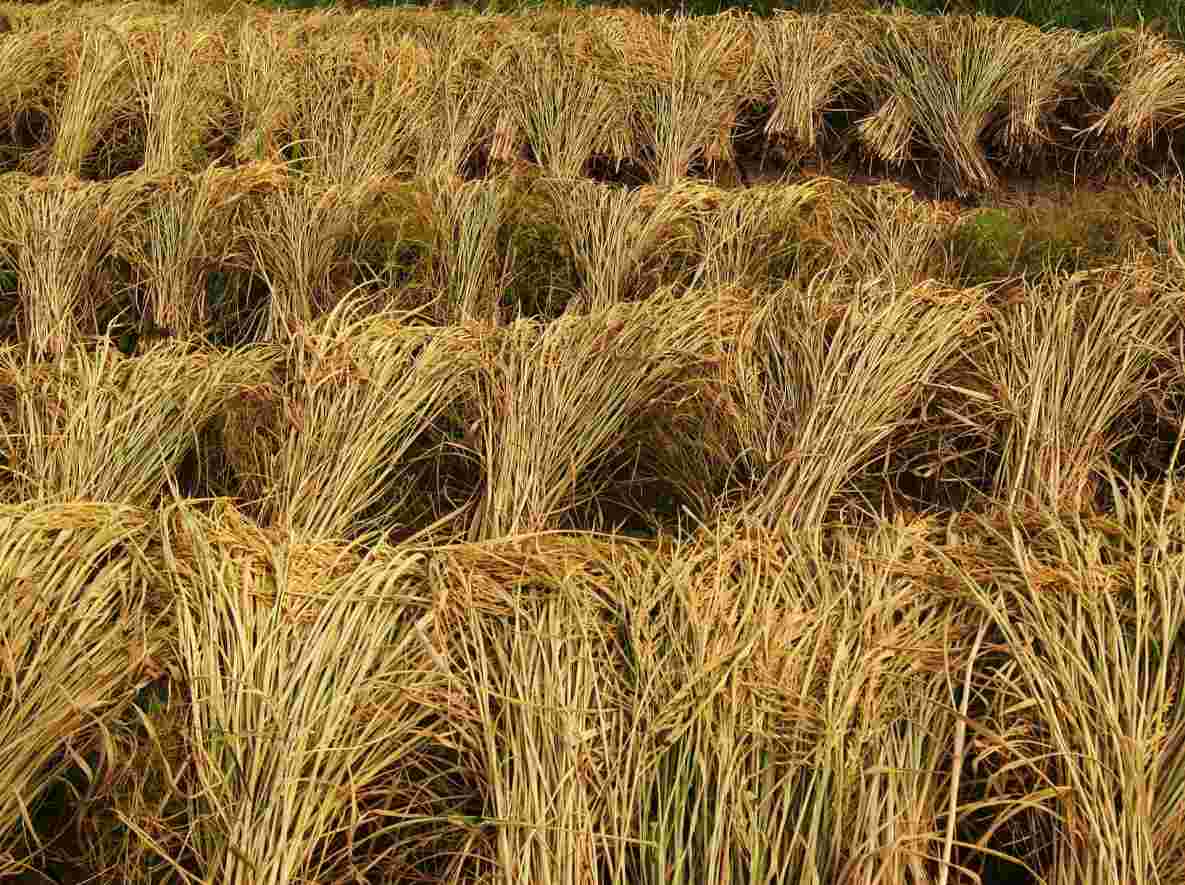 Harvested Paddy.