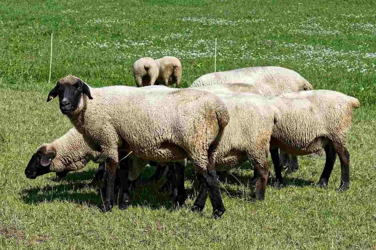 Health Plan for Organic Sheep Farming.