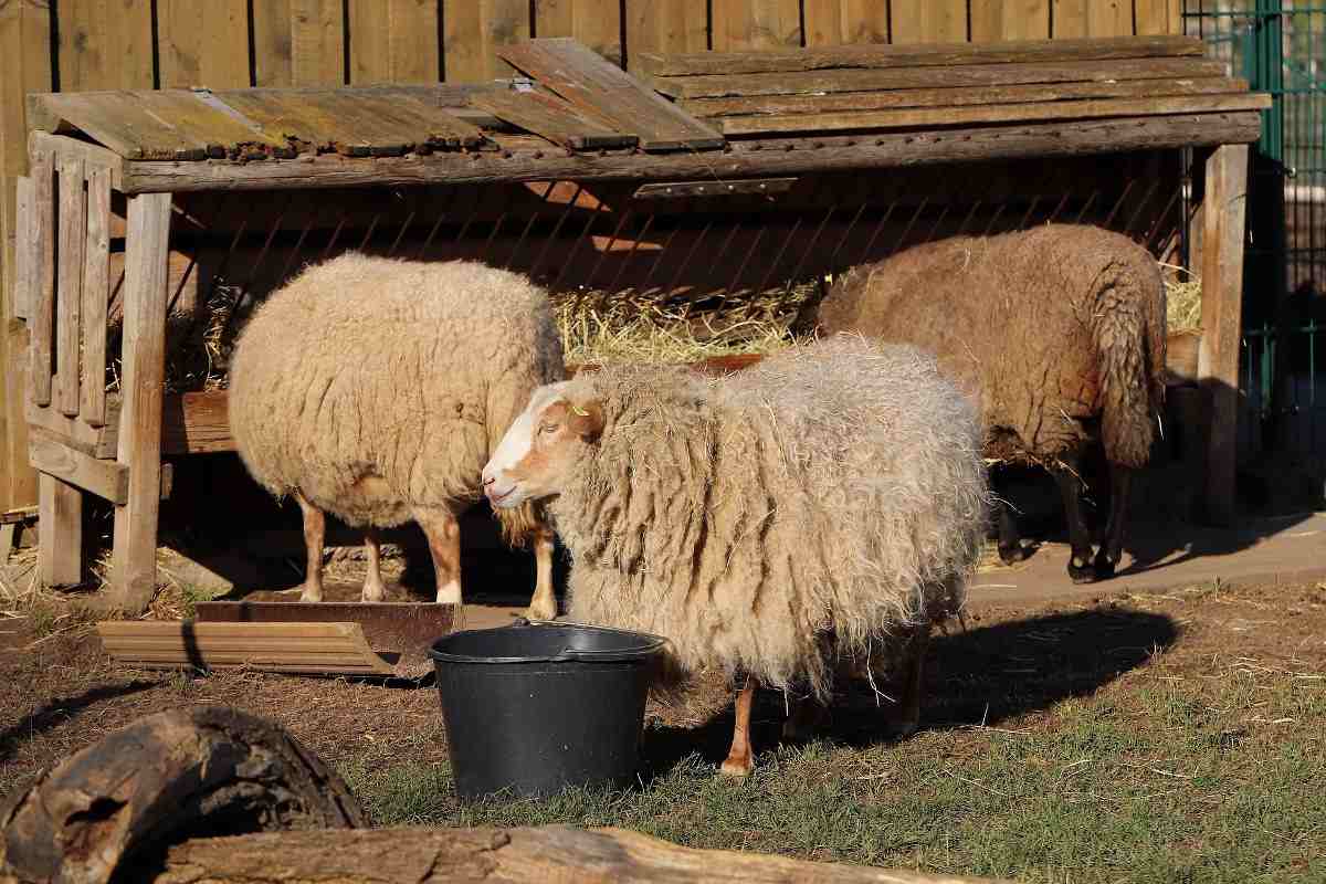 Feeding Organic Sheep.