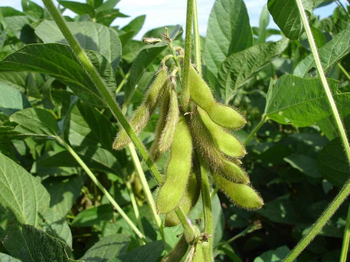 Guide to Organic Soybean Farming.