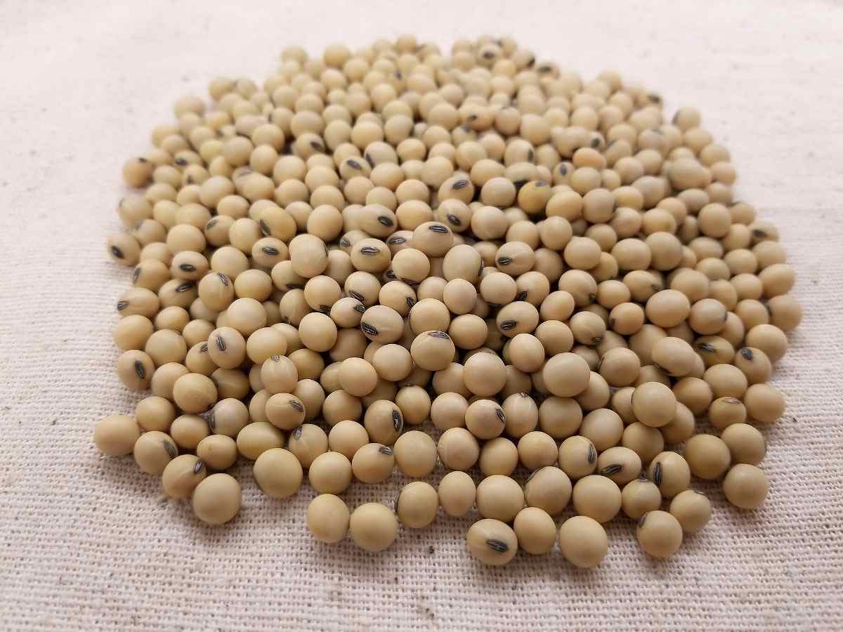 Soybean Seed.