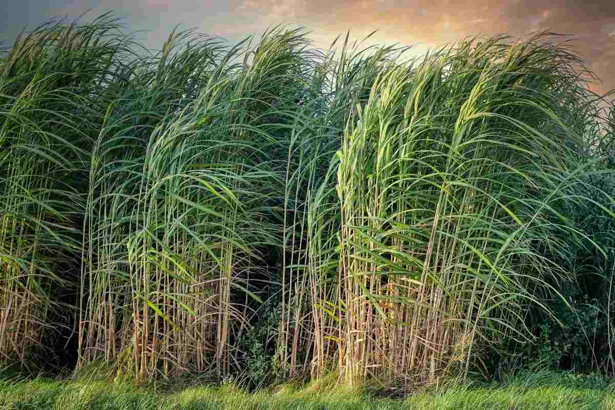 Guide to Organic Sugarcane Farming.