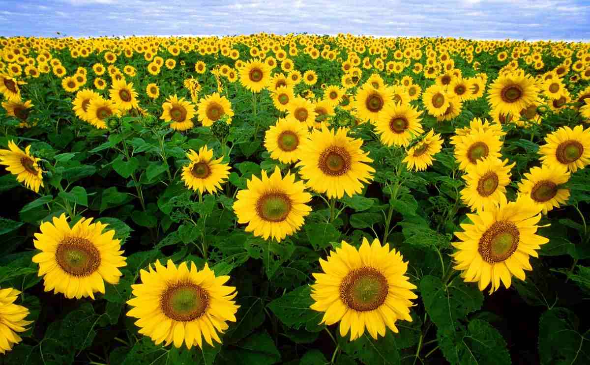Questions about Sunflower Farming.