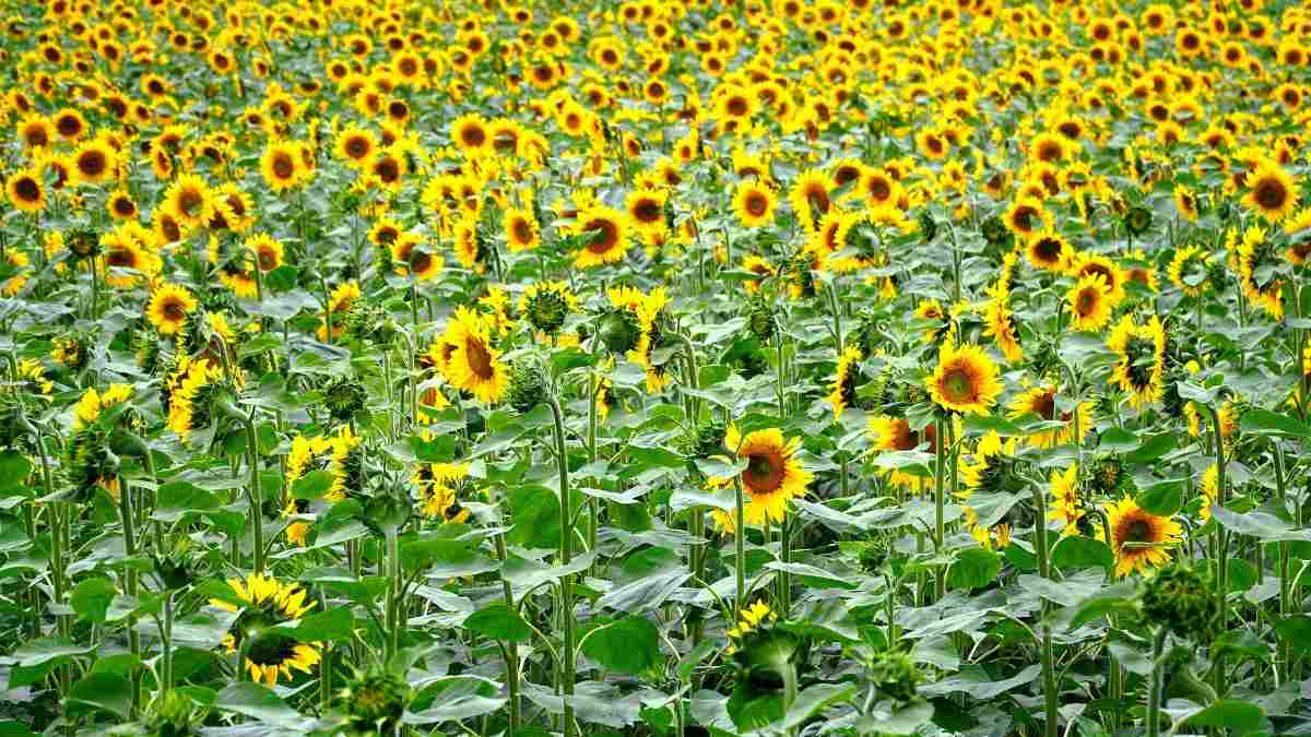 Guide to Organic Sunflower Production.