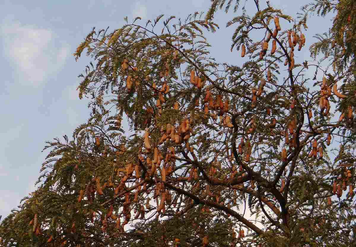 Guide to Organic Tamarind Production.