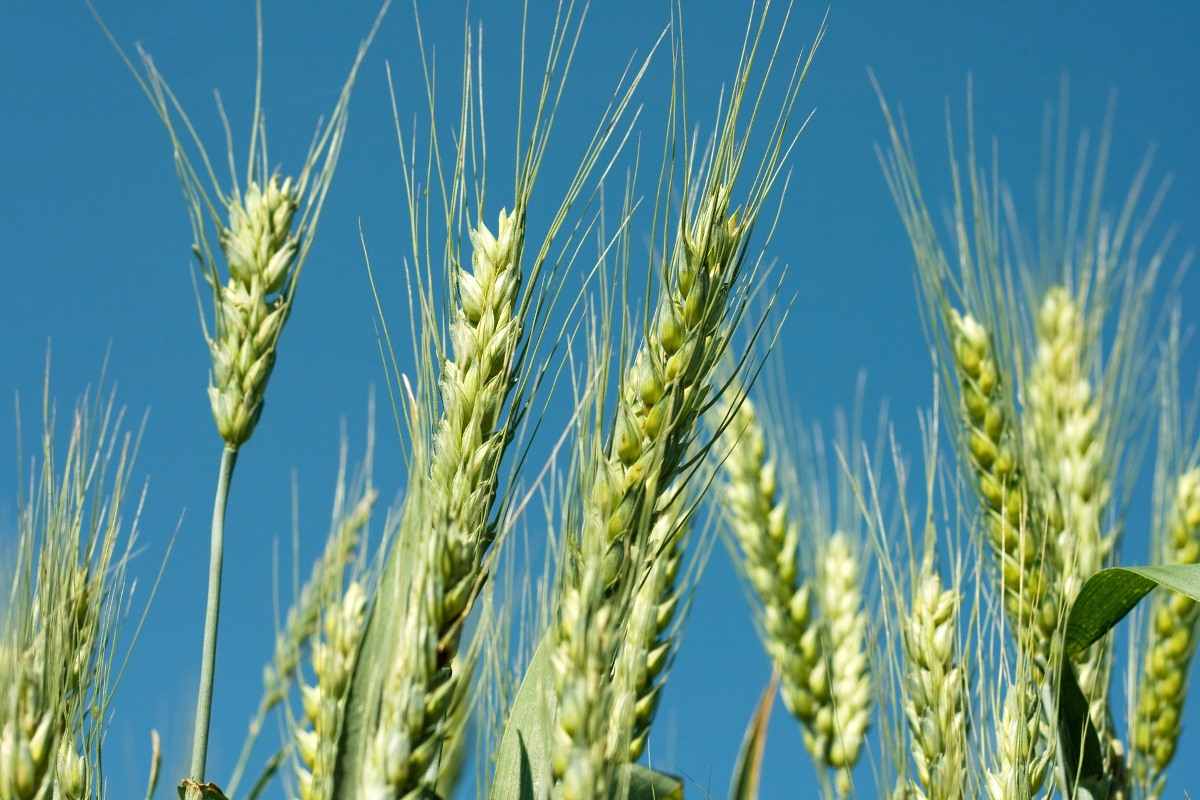 Guide to Organic Wheat Farming.