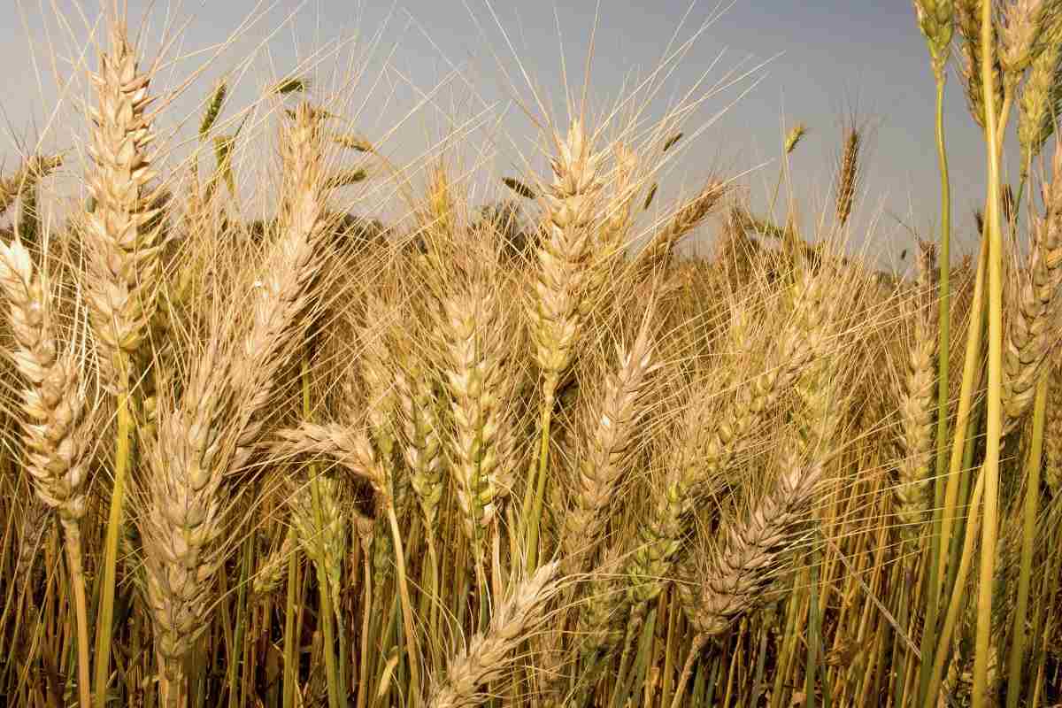 When and How to Harvest Wheat.