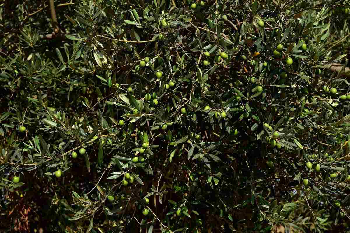 Organic Olive Farming Business Plan