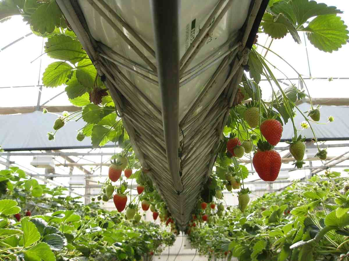 Importance of Organic Horticulture