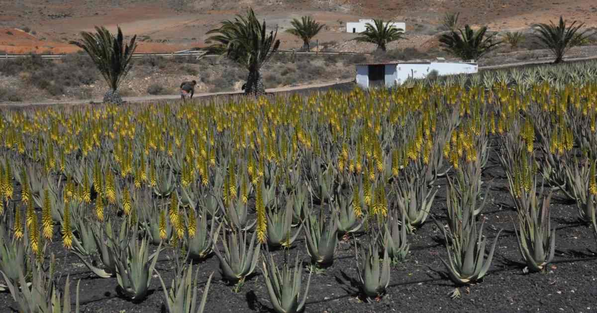 Guide to Organic Aloe Vera Farming