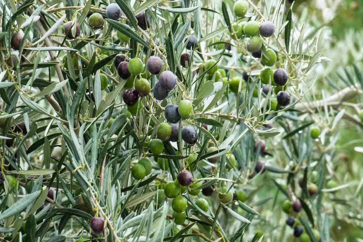 olive farming business plan