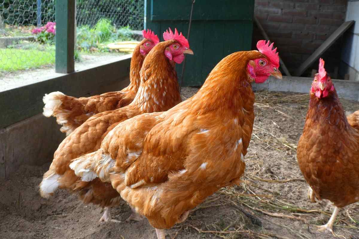 Certain Features for Poultry Housing.