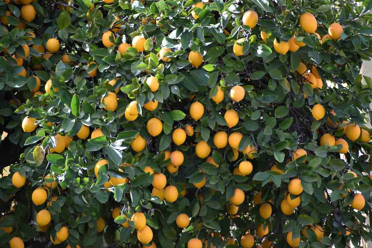 Guide to Organic Lemon Farming