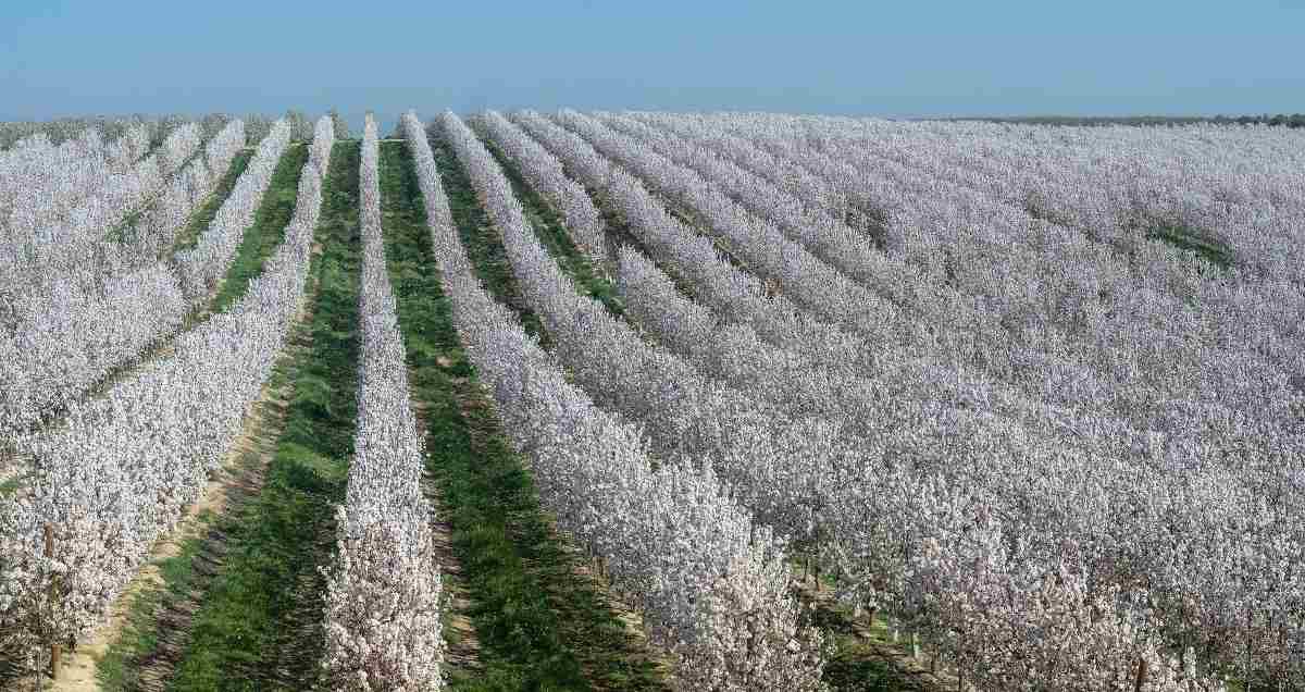 Guide to Organic Almond Farming